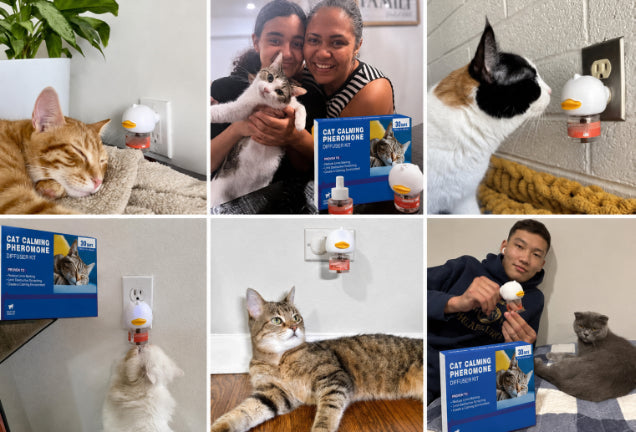 Norvo customers and their cats