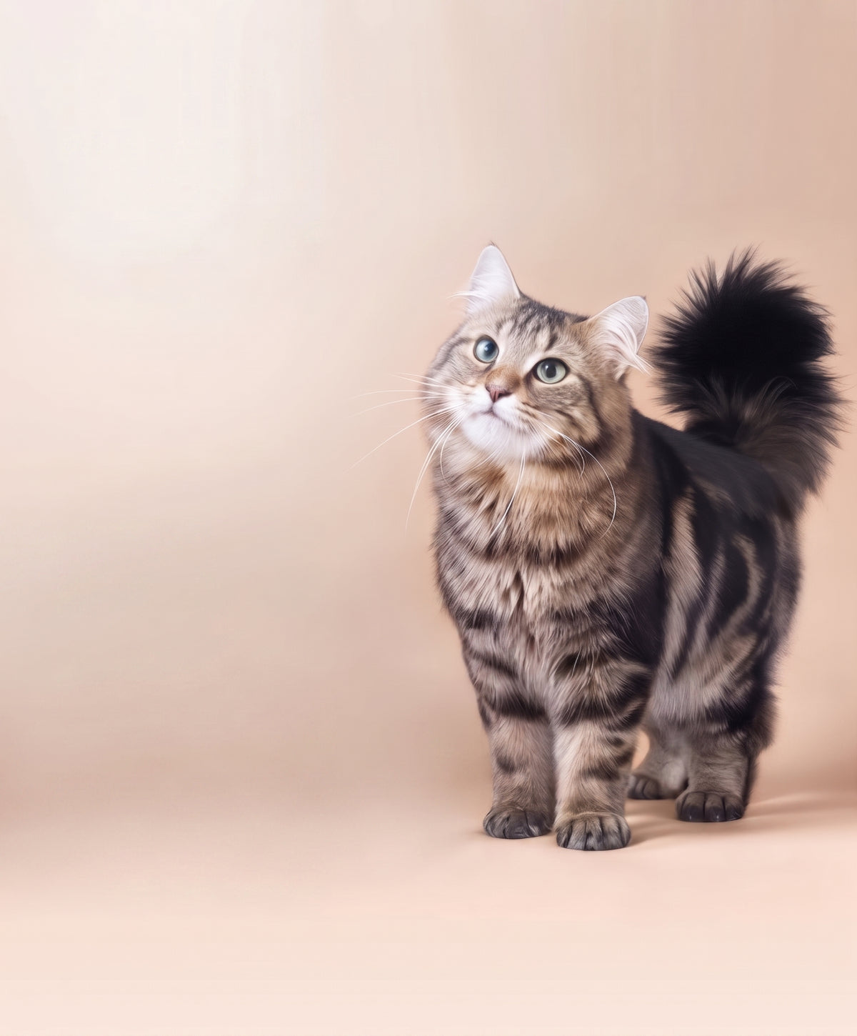 Calm cat beside Norvo products