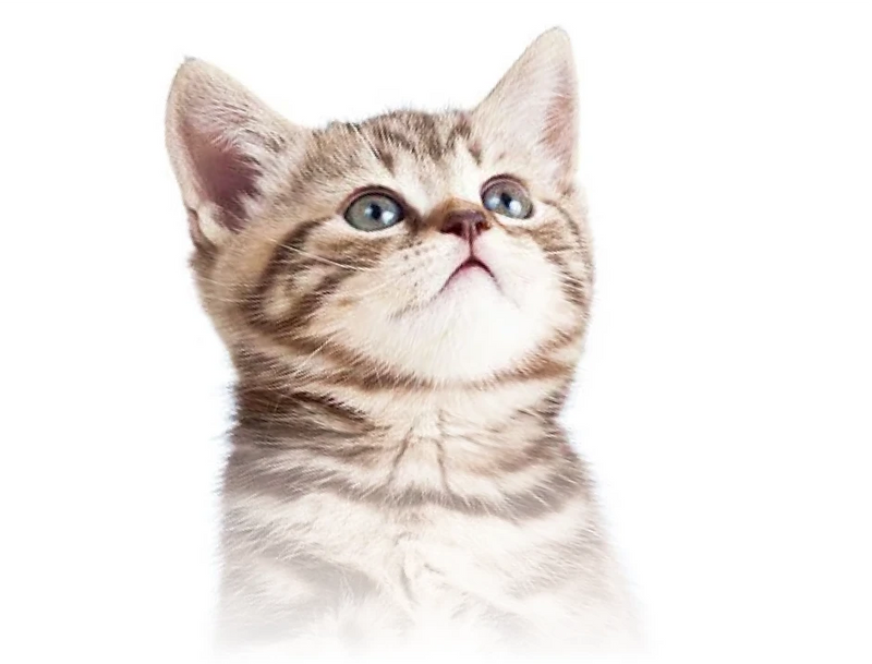 Kitten looking upward