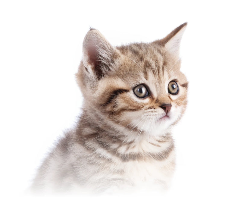 Kitten