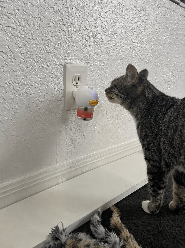 Customer cat beside diffuser