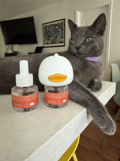Donna's cat with a Norvo diffuser