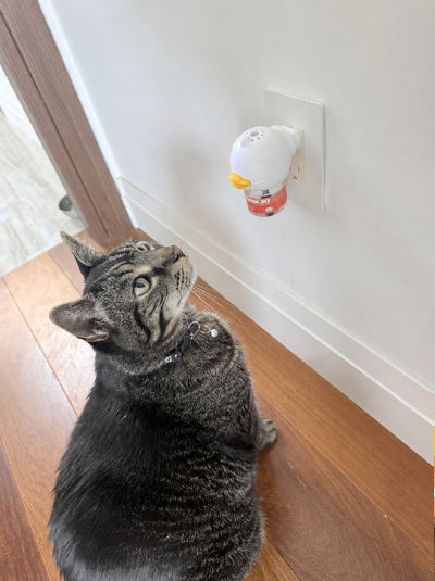 Patricia's cat near a Norvo diffuser